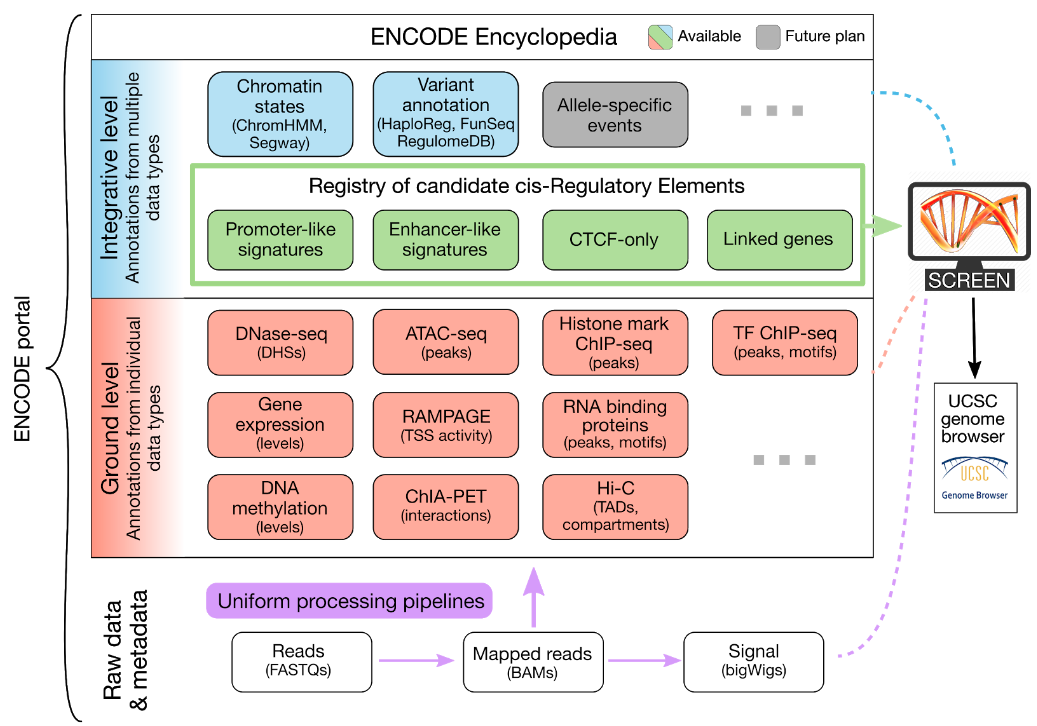 Encode system. Проект encode. CIS regulatory elements. Encoding program. Encode проект в биологии.